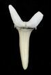Striatolamia (Extinct Sand Tiger) Shark Tooth - Eocene #3424-1